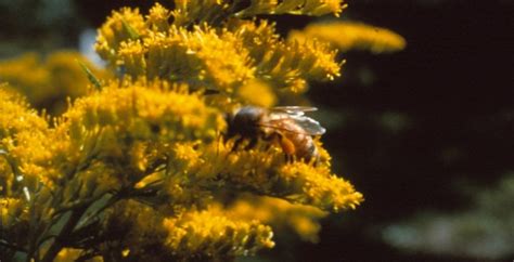 Une Saison D Apiculture Au Qu Bec