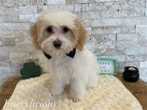 CavaPooChon-DOG-Female-White and Sable-4038346-Furrylicious®