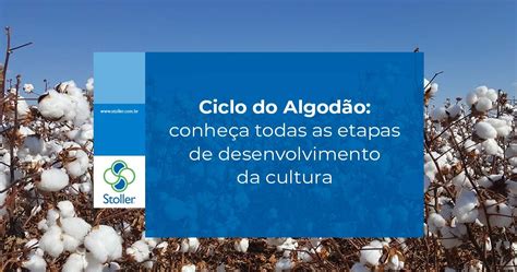 Ciclo Do Algodão No Brasil - Stoller do Brasil Ltda. no LinkedIn: Ciclo do algodão: conheça todas as ...