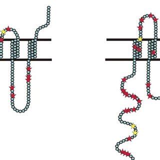 Membrane Topology Of Receptors And Distribution Of Selected Sites A