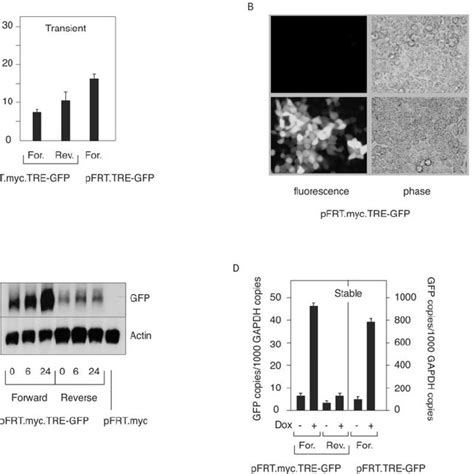 Induction Of Gfp Gene Expression A Gfp Expression From Transiently