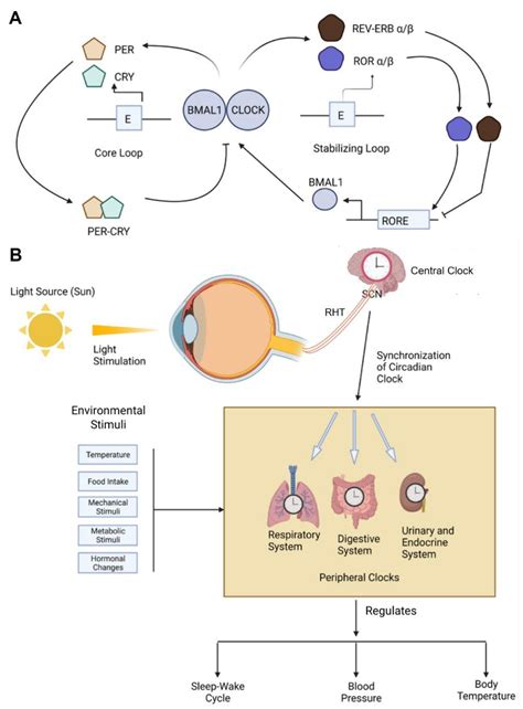 Potential Role Of Circadian Clock In Cancer Evolution Encyclopedia Mdpi