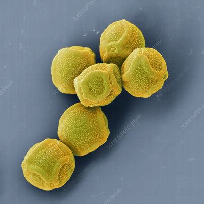 Coloured Sem Of Pollen Grains Stock Image B Science Photo