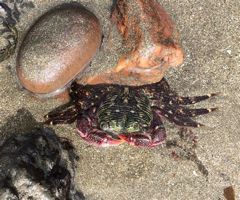 Striped Shore Crab Rocky Intertidal Species Southern California