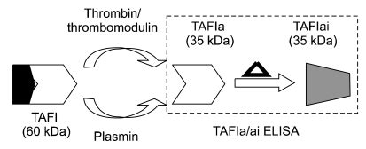 Thrombin Activatable Fibrinolysis Inhibitor Tafi Isoforms In Plasma