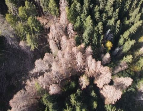 CINQUE ANNI DOPO LA TEMPESTA VAIA CONTINUA LA LOTTA CONTRO IL BOSTRICO