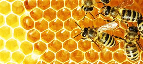 Guide to Honey Bee Farming – Zakasa