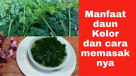 Manfaat Daun Kelor Dan Cara Memasaknya Ll Sayur Daun Kelor