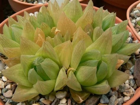 Haworthia Cymbiformis La Planta Suculenta Perfecta Para Principiantes