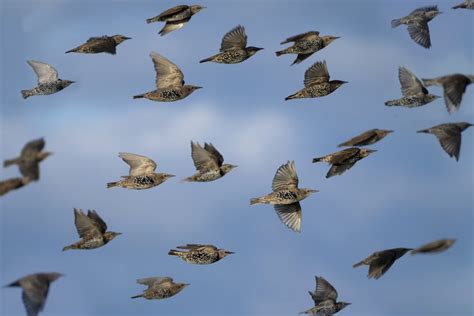 Sparrows Flying 