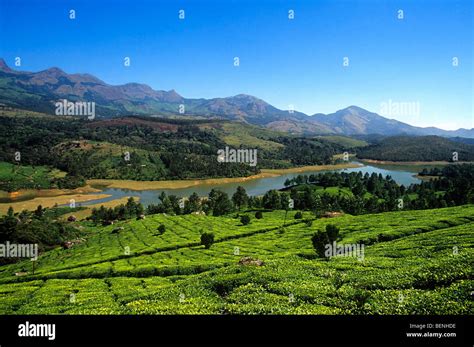 Munnar Tea Estate Kerala India Stock Photo - Alamy