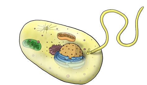 Last common ancestor of eukaryotic cell with chloroplast – EN ...