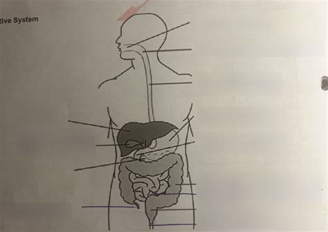 Enzymes And Digestion Diagram Quizlet