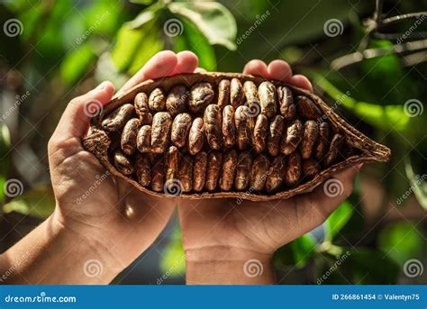 Cocoa Pods with Dry Cocoa Beans in the Male Hands. Nature Background Stock Photo - Image of ...