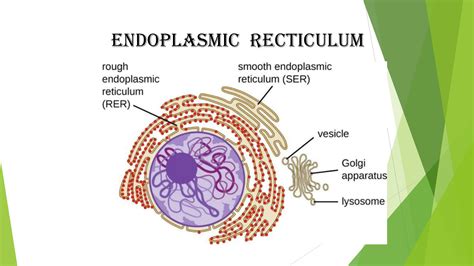 Solution Endoplasmic Recticulum And Its Function Studypool