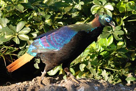 National Bird of Nepal,Lophophorus. Danfe, Dafe | Wallpapers Pictures ...