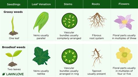 Broadleaf Weeds vs. Grassy Weeds: How to Tell Them Apart