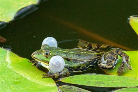 Frog Croaking Free Stock Photo - Public Domain Pictures