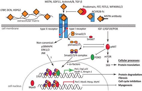 Overview Of The Signaling Pathway Of Myostatin And Related Tgf