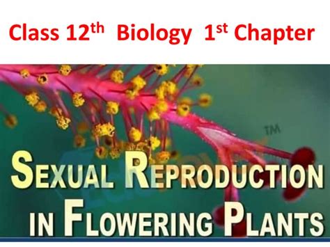 Sexual Reproduction In Flowering Class 12th Biology 1st Chapterpptx