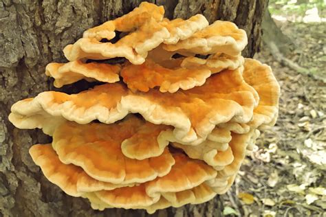 Edible Wild Mushrooms - Elkhart County ParksElkhart County Parks