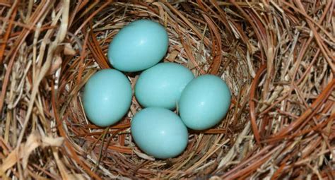 Huevos Azules Se Cultivan En La Granja Rosaflor En Caquet