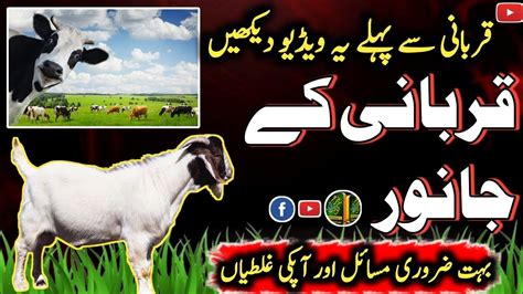 Qurbani Ke Janwar 2024 Important Masail Eid Ul Azha 2024 BIG