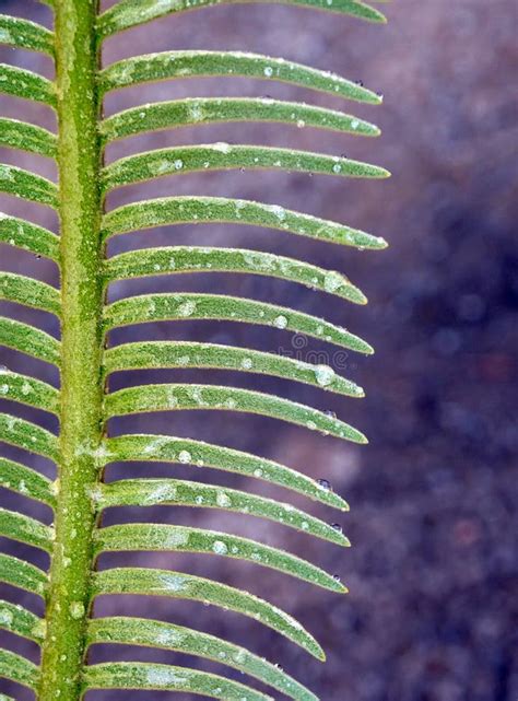 Las Hojas Pinado Compuestas De La Planta Del Siamensis Del Cycas Con El