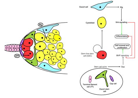 Structure And Signaling Mechanisms Of The Drosophila Ovarian Germline