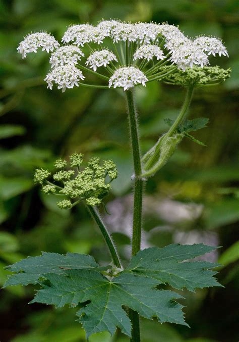 Nwflora Cow Parsnip Heracleum Lanatum