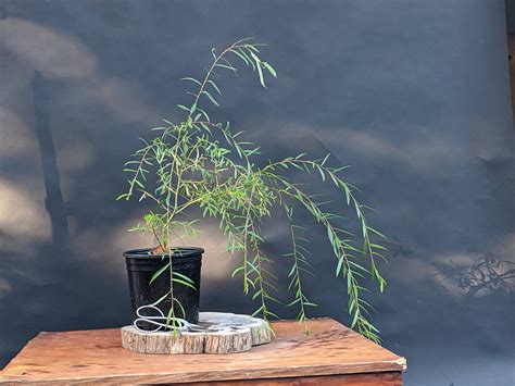 Dwarf Weeping Willow S Babylonica Yatsubusa Bonsai