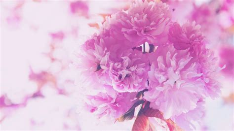 2560x1440 Resolution flowers, pink, bouquet 1440P Resolution Wallpaper ...