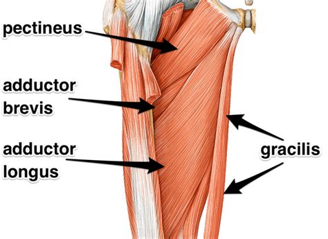 Adductor Groin Tear Rehab On The Road