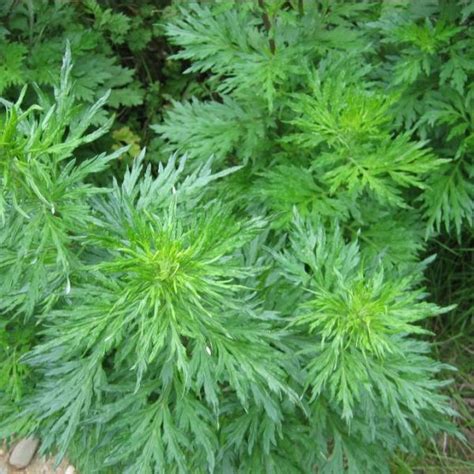 Buy Artemisia Vulgaris Seeds Grow Aromatic Mugwort For Herbal Remedies