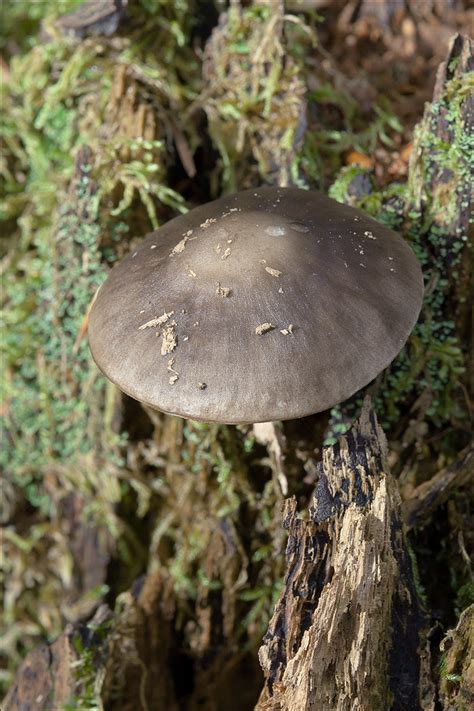 Pluteus Pouzarianus4 Pluteus Pouzarianus Singer 1983 En Flickr