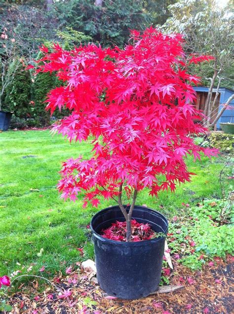 Acer Palmatum Pixie Japanese Maple Tree Landscape Japanese Plants Potted Trees Patio