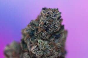 Rainbow Cannabis Strain Review - Industrial Hemp Farms