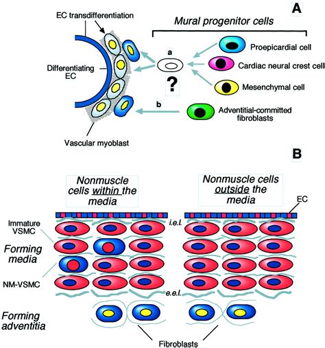 Contribution Of Adventitial Fibroblasts To Neointima Formation And