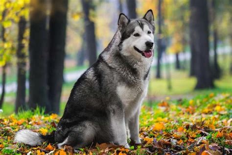 Diferen As Entre As Ra As Husky Siberiano E Malamute Do Alasca