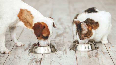 Can Dogs Eat Cat Food A Vet Has The Answer Petsradar