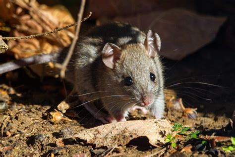 Detect and Tackle Mouse Infestations: Pest Services' Guide