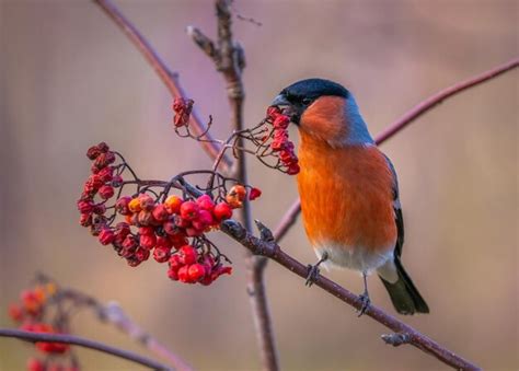 Premium Photo The Bullfinch Bird Sits On A Branch Of A Red Mountain