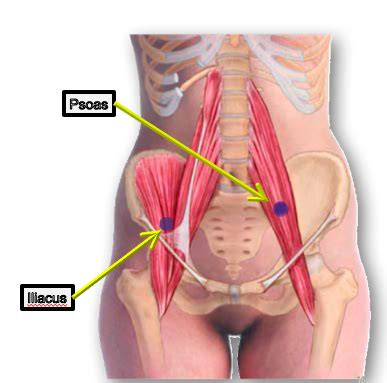 Counterstrain For Pelvis Thoracics Cervicals Flashcards Quizlet