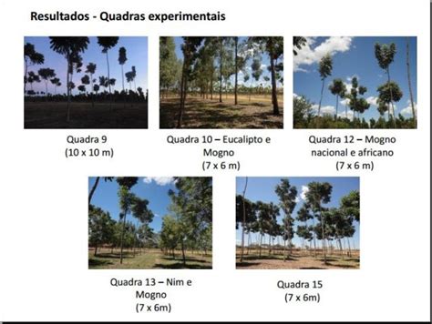 Invent Rio Florestal Em Plantios De Mogno Africano Msc Andressa