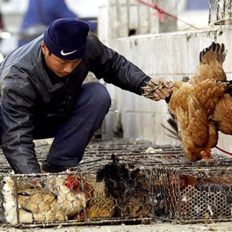 Guiyang Woman Dies Of Bird Flu In Hospital South China Morning Post