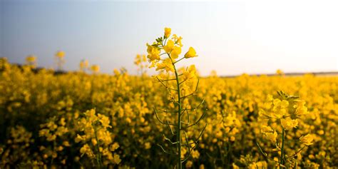 Climate change impacts on our agriculture | AdaptNSW