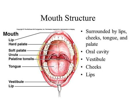 Vestibule Anatomy Definition - Anatomy Book