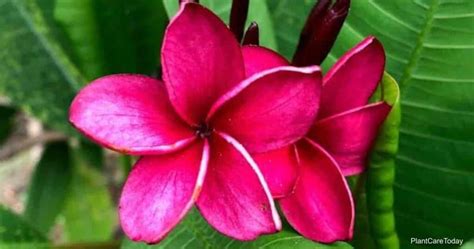 Plumeria Rubra Care: Growing The Red Frangipani