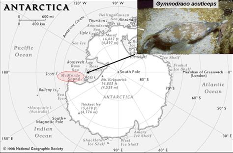 Figure From Mechanisms Of Freeze Avoidance In Eggs Of The Antarctic