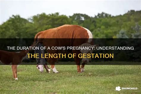 The Duration Of A Cows Pregnancy Understanding The Length Of